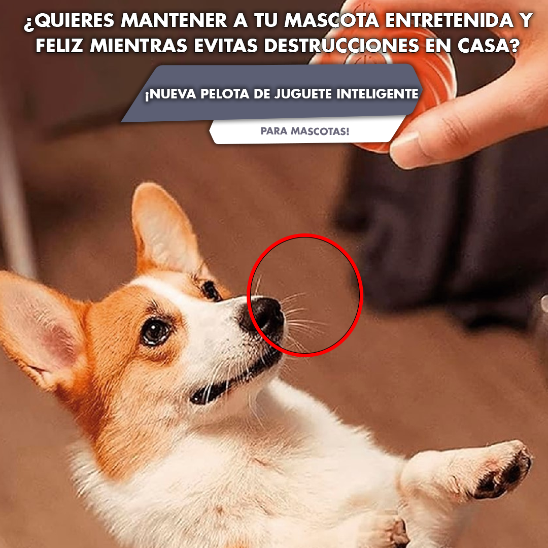 Pelota de juguete inteligente